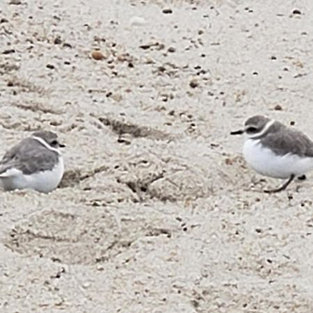 Carmel-by-the-Sea Sandpiper Inn المظهر الخارجي الصورة